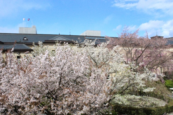 5288-4種桜　中庭.jpg